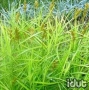Carex Gold Fountains