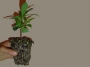 Cotoneaster acutifolia en multicellule