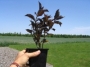 Cotoneaster acutifolia en pot de 4''