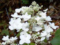 fruit