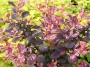 Berberis thunbergii Rose Glow