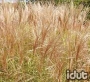 Miscanthus Arabesque