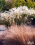 Miscanthus Graziella