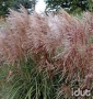 Miscanthus Huron Sunrise