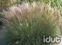 Miscanthus Yaku Jima