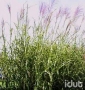 Miscanthus Zebrinus