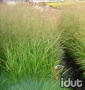 Panicum  Virgatum Squaw