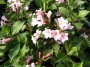 Weigela florida Polka